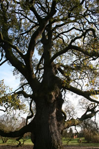 Picture of the Old Holm oak tree